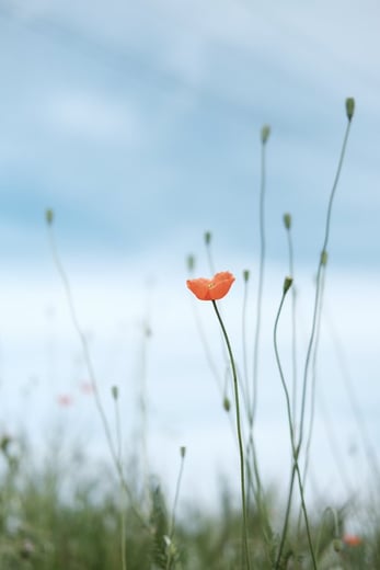 hope3