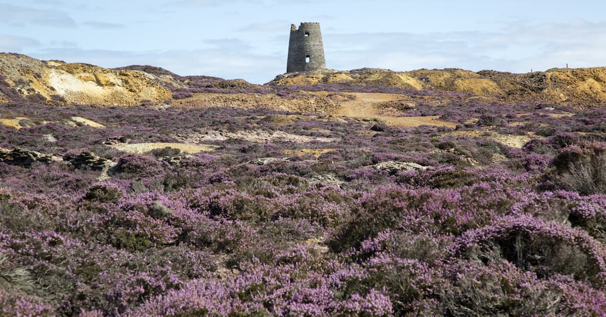 Parys Mountain Copper Mine, Amlwch; Anglesey; Wales; UK Purple heather surrounding old mine tower.