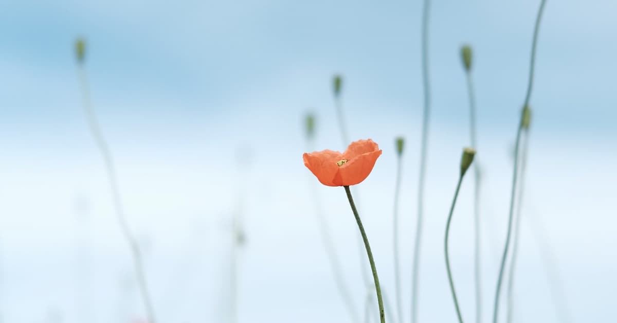 Single poppy flower against blue background