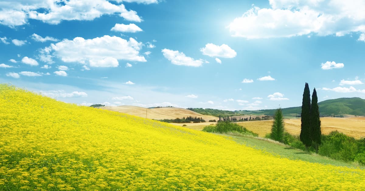 Vibrant yellow flowers under blue sky
